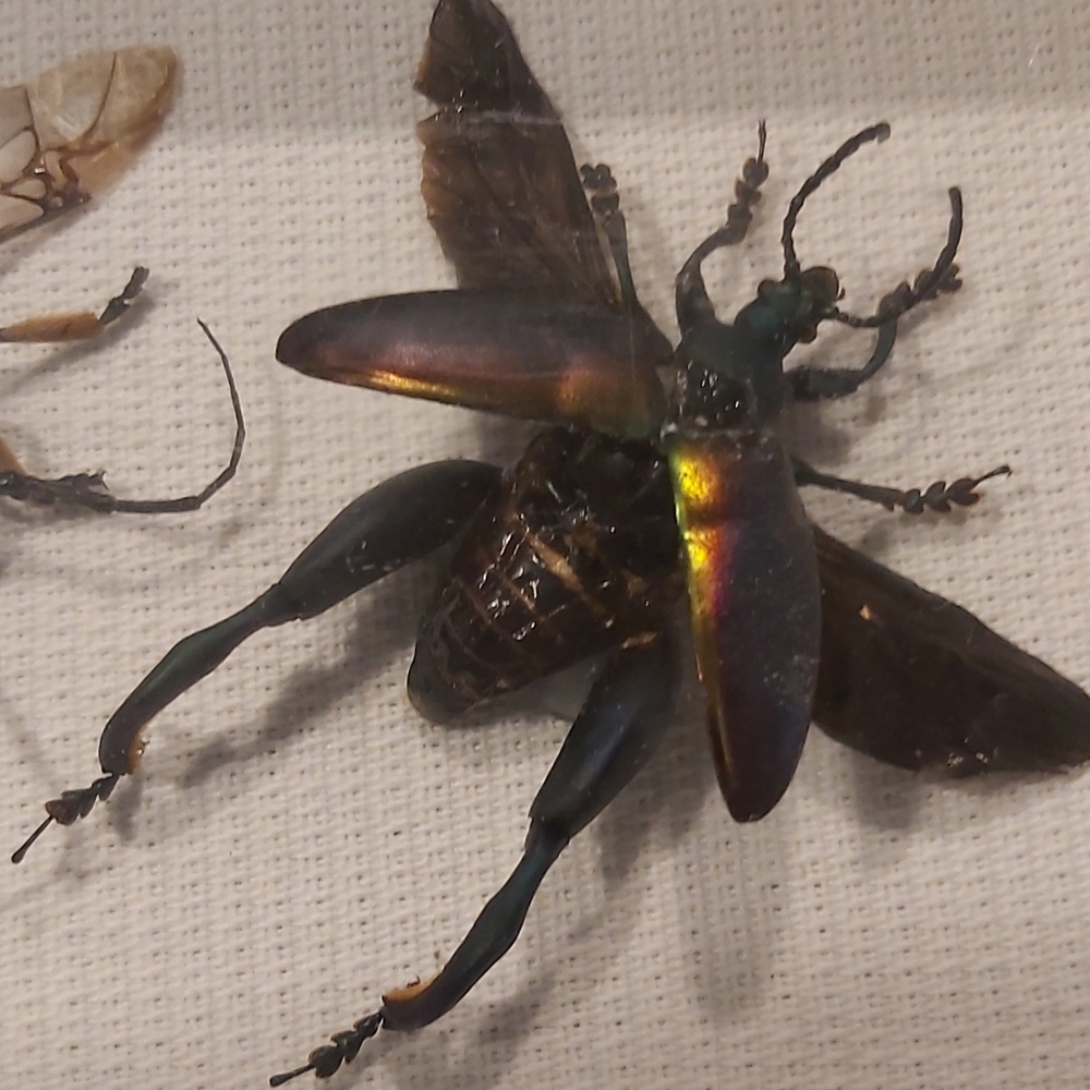Framed Insect Display with Two Specimens - Picture 3 of 4